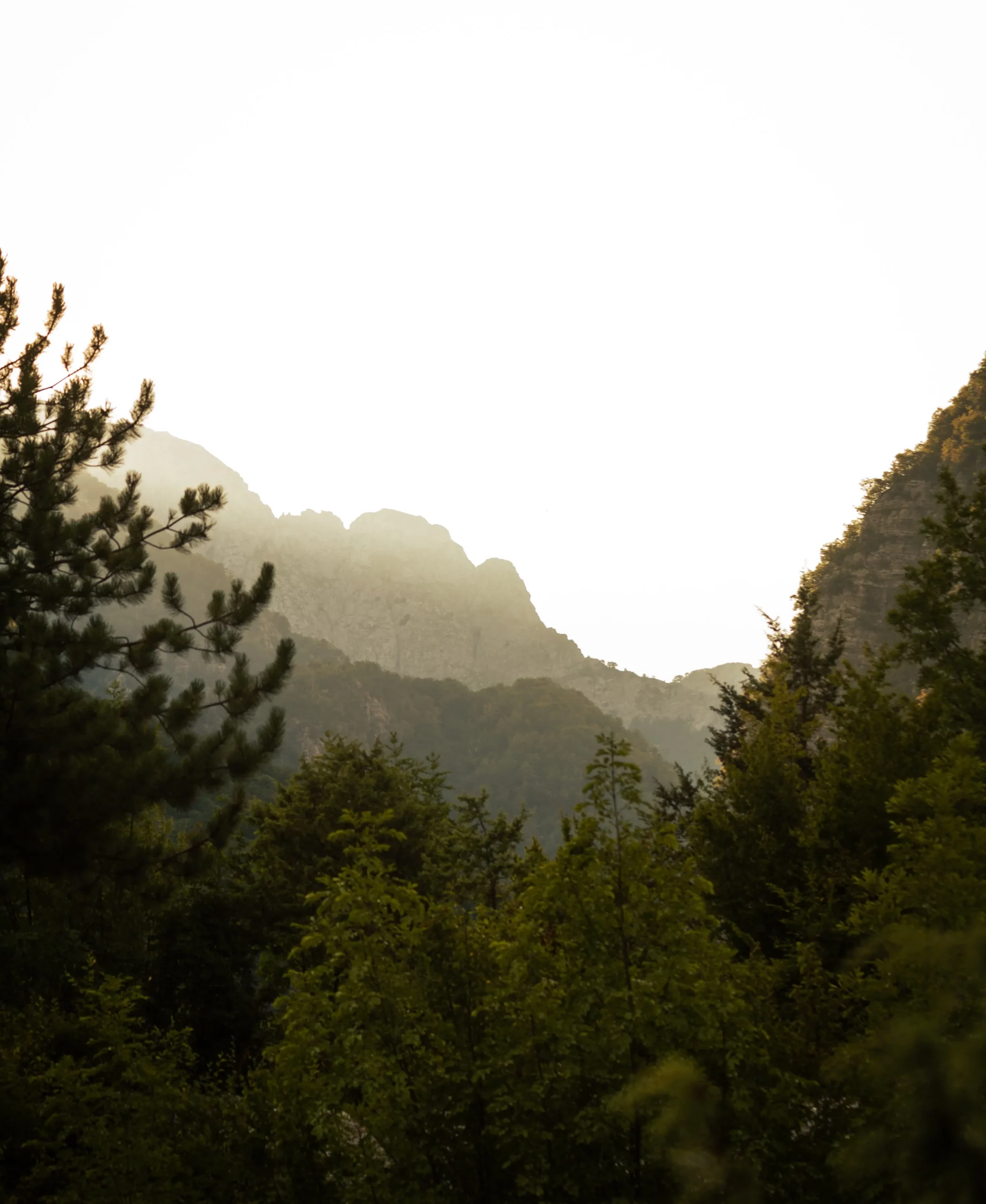 Lush green mountains fade into the fog with trees in the foreground