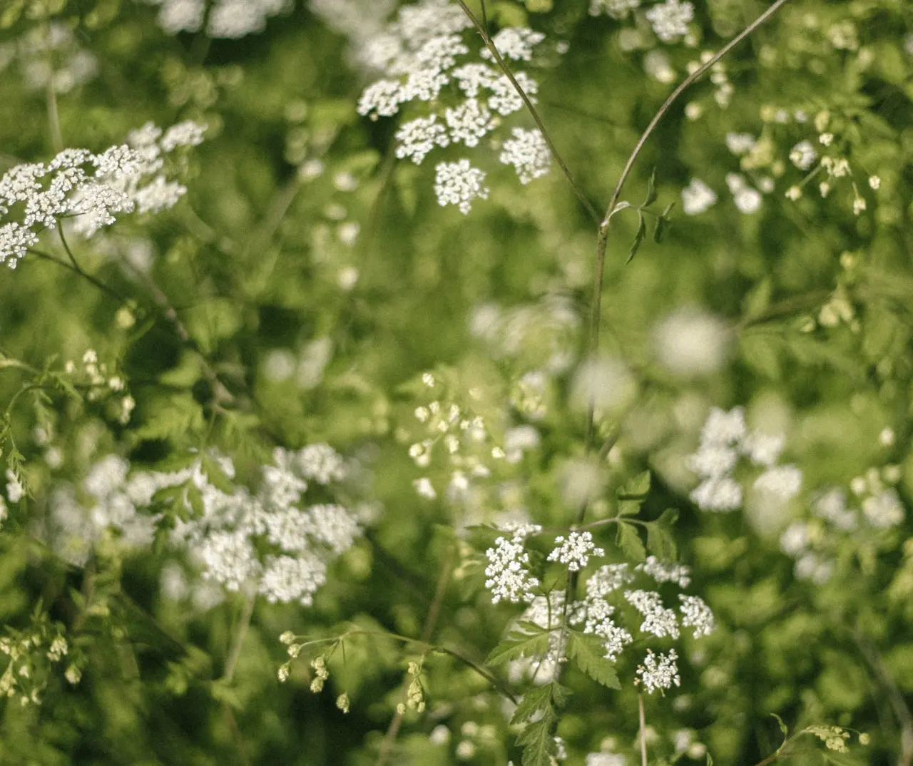 A field of green with small white flowers